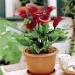 Calla - péče o pokojovou květinu v květináči doma