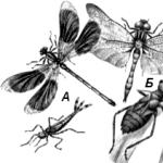 Майски мухи, техните ларви, структурни характеристики, живот и снимки Възрастна майска муха: размножаване