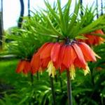 Жълт лешник.  лещарка.  (Fritillaria цветя: видове и тяхното отглеждане.).  Видове и сортове лещарка