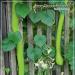 Odrůda muškátové dýně „Trombone“ (trombocino) pěstování pro terénní úpravy a kuchyni Vlastnosti pěstování a možné potíže