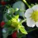 How to feed strawberries during budding, flowering and fruiting?