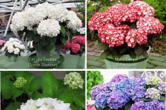 Како да ја зачувате внатрешната hydrangea во зима Грижа за цвеќе на Hydrangea