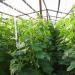 Cultivo de pepinos en invernadero como negocio Instalación y mantenimiento de un invernadero.