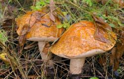 Nutritional features of mushrooms