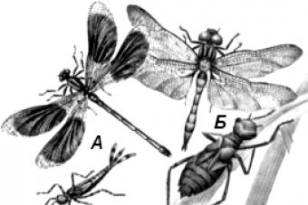 Mayflies, their larvae, structural features, life and photos Adult mayfly: reproduction