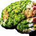 Výživa pro mozek Výživa pro mozek