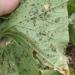 Aphids on cucumbers from the bottom of the leaves - how to fight, drugs and folk remedies Vinegar in the fight against aphids